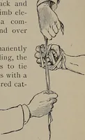 Picture 143 of 172 from The woman's book : dealing practically with the modern conditions of home-life, self-support, education, opportunties, and every-day problems (1894), leaf 334