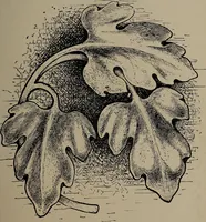 An illustration from The woman's book : dealing practically with the modern conditions of home-life, self-support, education, opportunties, and every-day problems (1894)