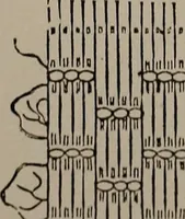 Picture 186 of 220 from The woman's book : dealing practically with the modern conditions of home-life, self-support, education, opportunties, and every-day problems (1894), leaf 252