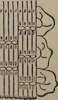 Picture 187 of 220 from The woman's book : dealing practically with the modern conditions of home-life, self-support, education, opportunties, and every-day problems (1894), leaf 252