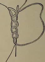 Picture 193 of 220 from The woman's book : dealing practically with the modern conditions of home-life, self-support, education, opportunties, and every-day problems (1894), leaf 257