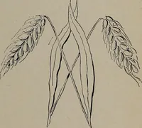 Picture 204 of 220 from The woman's book : dealing practically with the modern conditions of home-life, self-support, education, opportunties, and every-day problems (1894), leaf 272