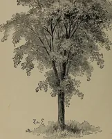 Picture 13 of 220 from The woman's book : dealing practically with the modern conditions of home-life, self-support, education, opportunties, and every-day problems (1894), leaf 41