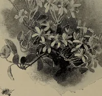 Picture 19 of 220 from The woman's book : dealing practically with the modern conditions of home-life, self-support, education, opportunties, and every-day problems (1894), leaf 51