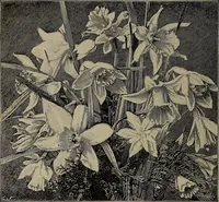 Picture 21 of 220 from The woman's book : dealing practically with the modern conditions of home-life, self-support, education, opportunties, and every-day problems (1894), leaf 57