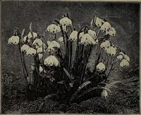 Picture 22 of 220 from The woman's book : dealing practically with the modern conditions of home-life, self-support, education, opportunties, and every-day problems (1894), leaf 59