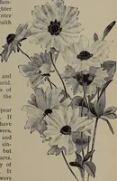 Picture 24 of 220 from The woman's book : dealing practically with the modern conditions of home-life, self-support, education, opportunties, and every-day problems (1894), leaf 62