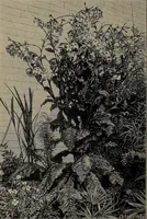Picture 26 of 220 from The woman's book : dealing practically with the modern conditions of home-life, self-support, education, opportunties, and every-day problems (1894), leaf 65