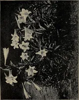 Picture 28 of 220 from The woman's book : dealing practically with the modern conditions of home-life, self-support, education, opportunties, and every-day problems (1894), leaf 67