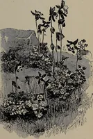Picture 29 of 220 from The woman's book : dealing practically with the modern conditions of home-life, self-support, education, opportunties, and every-day problems (1894), leaf 68