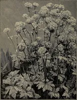 Picture 30 of 220 from The woman's book : dealing practically with the modern conditions of home-life, self-support, education, opportunties, and every-day problems (1894), leaf 69