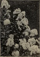 Picture 31 of 220 from The woman's book : dealing practically with the modern conditions of home-life, self-support, education, opportunties, and every-day problems (1894), leaf 70