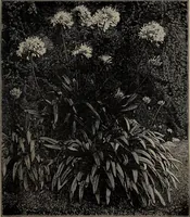 Picture 32 of 220 from The woman's book : dealing practically with the modern conditions of home-life, self-support, education, opportunties, and every-day problems (1894), leaf 72