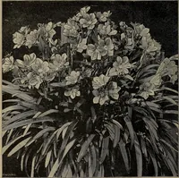 Picture 33 of 220 from The woman's book : dealing practically with the modern conditions of home-life, self-support, education, opportunties, and every-day problems (1894), leaf 73