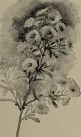 Picture 34 of 220 from The woman's book : dealing practically with the modern conditions of home-life, self-support, education, opportunties, and every-day problems (1894), leaf 74
