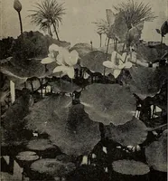 Picture 37 of 220 from The woman's book : dealing practically with the modern conditions of home-life, self-support, education, opportunties, and every-day problems (1894), leaf 77