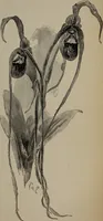 An illustration from The woman's book : dealing practically with the modern conditions of home-life, self-support, education, opportunties, and every-day problems (1894)