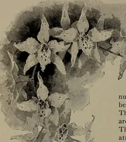Picture 41 of 220 from The woman's book : dealing practically with the modern conditions of home-life, self-support, education, opportunties, and every-day problems (1894), leaf 81