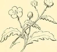An illustration from Woman’s handiwork in modern homes, by Constance Cary Harrison; with numerous illustrations and five colored plates from designs by Samuel Colman, Rosina Emmet, George Gibson, and others (1881)