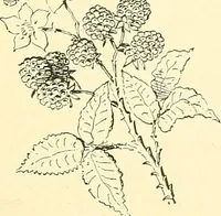 An illustration from Woman’s handiwork in modern homes, by Constance Cary Harrison; with numerous illustrations and five colored plates from designs by Samuel Colman, Rosina Emmet, George Gibson, and others (1881)