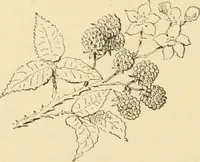 An illustration from Woman’s handiwork in modern homes, by Constance Cary Harrison; with numerous illustrations and five colored plates from designs by Samuel Colman, Rosina Emmet, George Gibson, and others (1881)