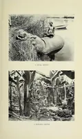 Picture 3 of 6 from A woman's trek from the Cape to Cairo (1907), leaf 307