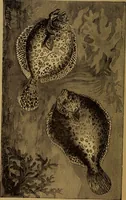 An illustration from The wonders of the heavens (1871)
