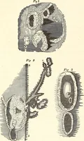 An illustration from The wonders of the heavens, being a popular view of astronomy, including a full illustration of the mechanism of the heavens; embracing the sun, moon, and stars, with descriptions of the planets, comets, fixed stars, double stars, the constellations, the galaxy, or milky-way, the zodiacal light, aurora borealis, or norhtern lights, meteors, clouds, falling stars, aërolites, &c (1837)