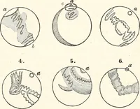 Picture 57 of 132 from The wonders of the heavens, being a popular view of astronomy, including a full illustration of the mechanism of the heavens; embracing the sun, moon, and stars, with descriptions of the planets, comets, fixed stars, double stars, the constellations, the galaxy, or milky-way, the zodiacal light, aurora borealis, or norhtern lights, meteors, clouds, falling stars, aërolites, &c (1837), leaf 220