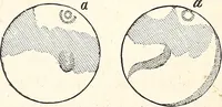 An illustration from The wonders of the heavens, being a popular view of astronomy, including a full illustration of the mechanism of the heavens; embracing the sun, moon, and stars, with descriptions of the planets, comets, fixed stars, double stars, the constellations, the galaxy, or milky-way, the zodiacal light, aurora borealis, or norhtern lights, meteors, clouds, falling stars, aërolites, &c (1837)