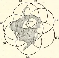 An illustration from The wonders of the heavens, being a popular view of astronomy, including a full illustration of the mechanism of the heavens; embracing the sun, moon, and stars, with descriptions of the planets, comets, fixed stars, double stars, the constellations, the galaxy, or milky-way, the zodiacal light, aurora borealis, or norhtern lights, meteors, clouds, falling stars, aërolites, &c (1837)