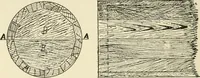 An illustration from Wood pattern-making; the fundamental principles and elementary practice of the art (1906)