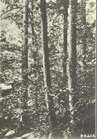 An illustration from Wood-using industries of Pennsylvania (1914)