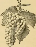 An illustration from Woodward's architecture and rural art : landscape gardening, and rural art (1867)