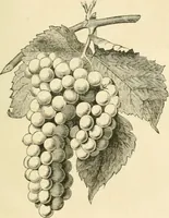 An illustration from Woodward's architecture, landscape gardening, and rural art. no. I.--1867 [-no. II.--1868] (1872)