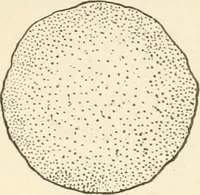 Picture 2 of 368 from Woodwork for secondary schools; a text-book for high schools and colleges, prevocational and elementary industrial schools (1916), leaf 17