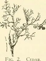 Picture 3 of 368 from Woodwork for secondary schools; a text-book for high schools and colleges, prevocational and elementary industrial schools (1916), leaf 17