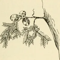 Picture 4 of 368 from Woodwork for secondary schools; a text-book for high schools and colleges, prevocational and elementary industrial schools (1916), leaf 18