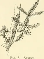 Picture 6 of 368 from Woodwork for secondary schools; a text-book for high schools and colleges, prevocational and elementary industrial schools (1916), leaf 19