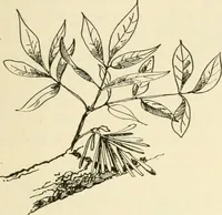 An illustration from Woodwork for secondary schools; a text-book for high schools and colleges, prevocational and elementary industrial schools (1916)