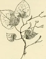 An illustration from Woodwork for secondary schools; a text-book for high schools and colleges, prevocational and elementary industrial schools (1916)