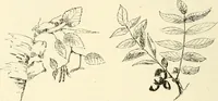 Picture 9 of 368 from Woodwork for secondary schools; a text-book for high schools and colleges, prevocational and elementary industrial schools (1916), leaf 21
