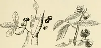 Picture 10 of 368 from Woodwork for secondary schools; a text-book for high schools and colleges, prevocational and elementary industrial schools (1916), leaf 22