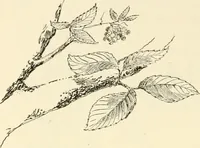 Picture 11 of 368 from Woodwork for secondary schools; a text-book for high schools and colleges, prevocational and elementary industrial schools (1916), leaf 23