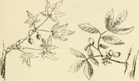 Picture 12 of 368 from Woodwork for secondary schools; a text-book for high schools and colleges, prevocational and elementary industrial schools (1916), leaf 24