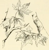An illustration from Woodwork for secondary schools; a text-book for high schools and colleges, prevocational and elementary industrial schools (1916)