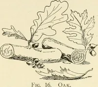 Picture 14 of 368 from Woodwork for secondary schools; a text-book for high schools and colleges, prevocational and elementary industrial schools (1916), leaf 26