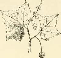 Picture 15 of 368 from Woodwork for secondary schools; a text-book for high schools and colleges, prevocational and elementary industrial schools (1916), leaf 27