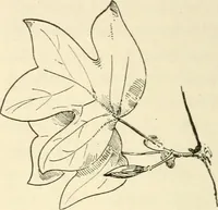 An illustration from Woodwork for secondary schools; a text-book for high schools and colleges, prevocational and elementary industrial schools (1916)