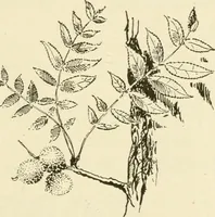 Picture 17 of 368 from Woodwork for secondary schools; a text-book for high schools and colleges, prevocational and elementary industrial schools (1916), leaf 28